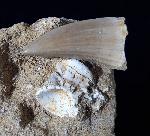 Mosasaurus beaugei ARAMBOURG 1952 & Wirbel non det. - Bild © FossNet FossilienStore